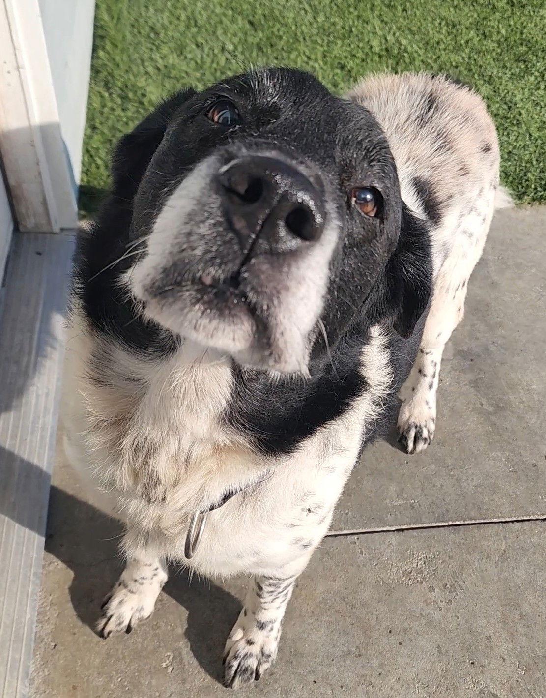 Hawkeye, Adoptable, Adult Male Labrador Retriever & Border Collie.
