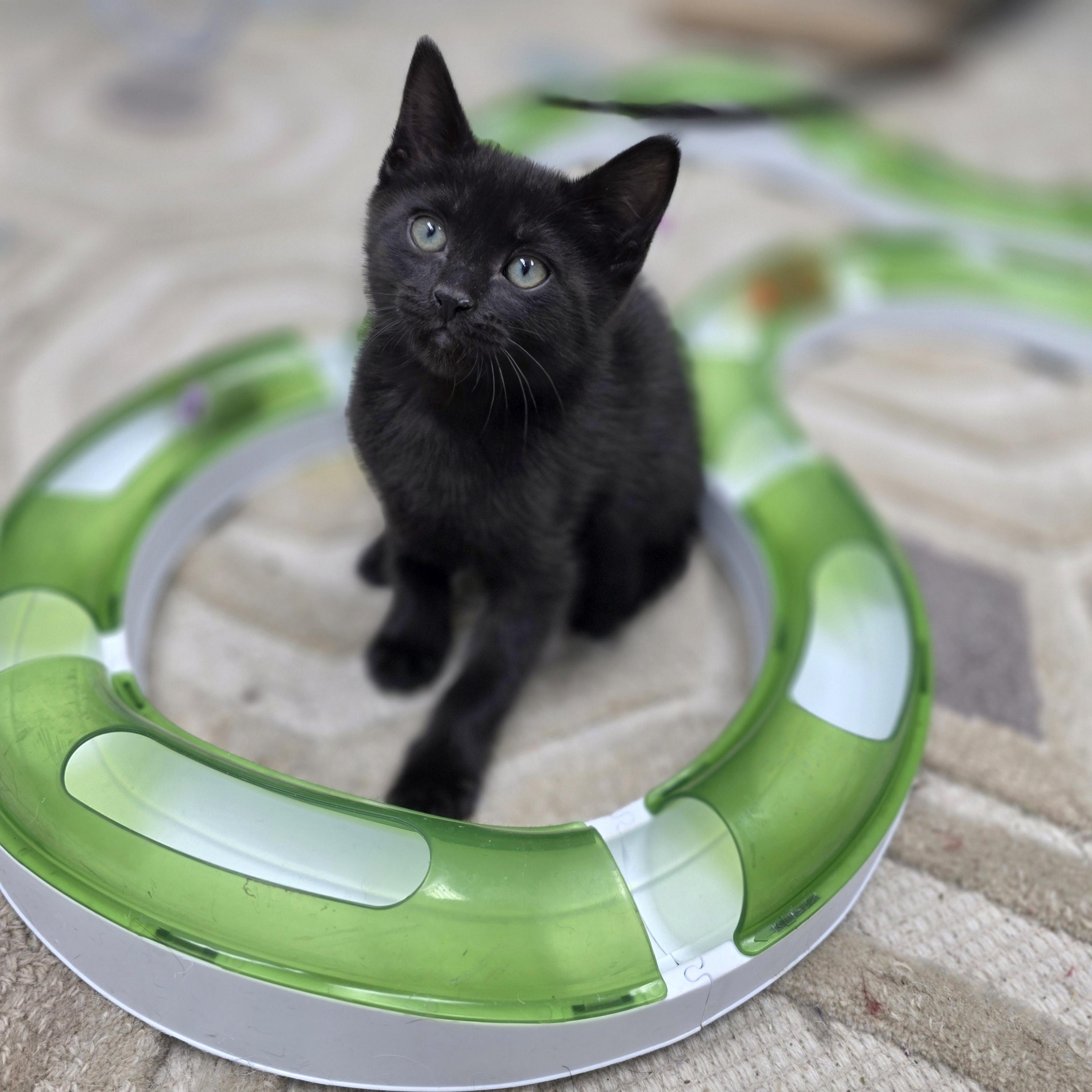 Eddy, a Adoptable Domestic Short Hair in Kamloops, BC image 1/6