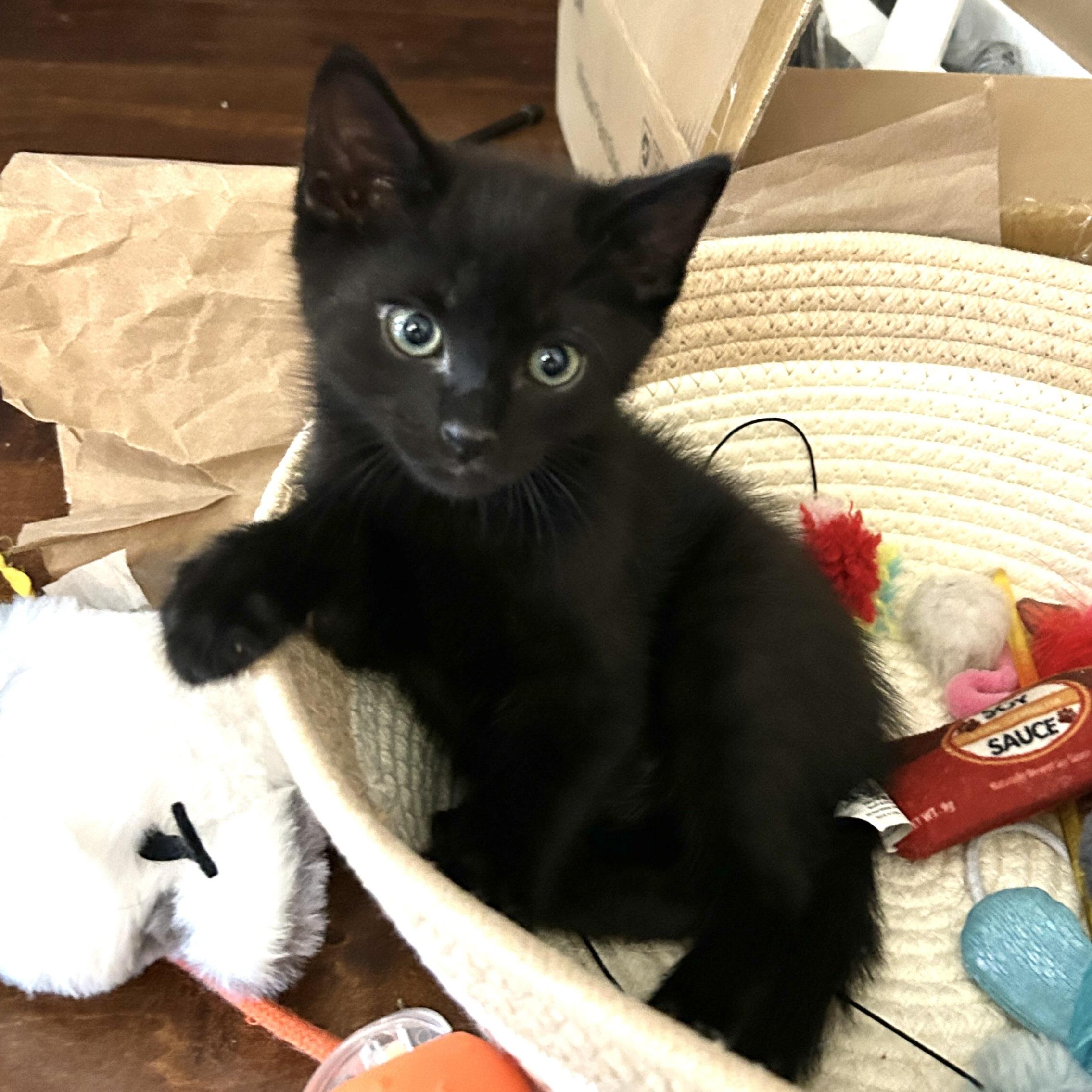 Eddy, a Adoptable Domestic Short Hair in Kamloops, BC image 2/6