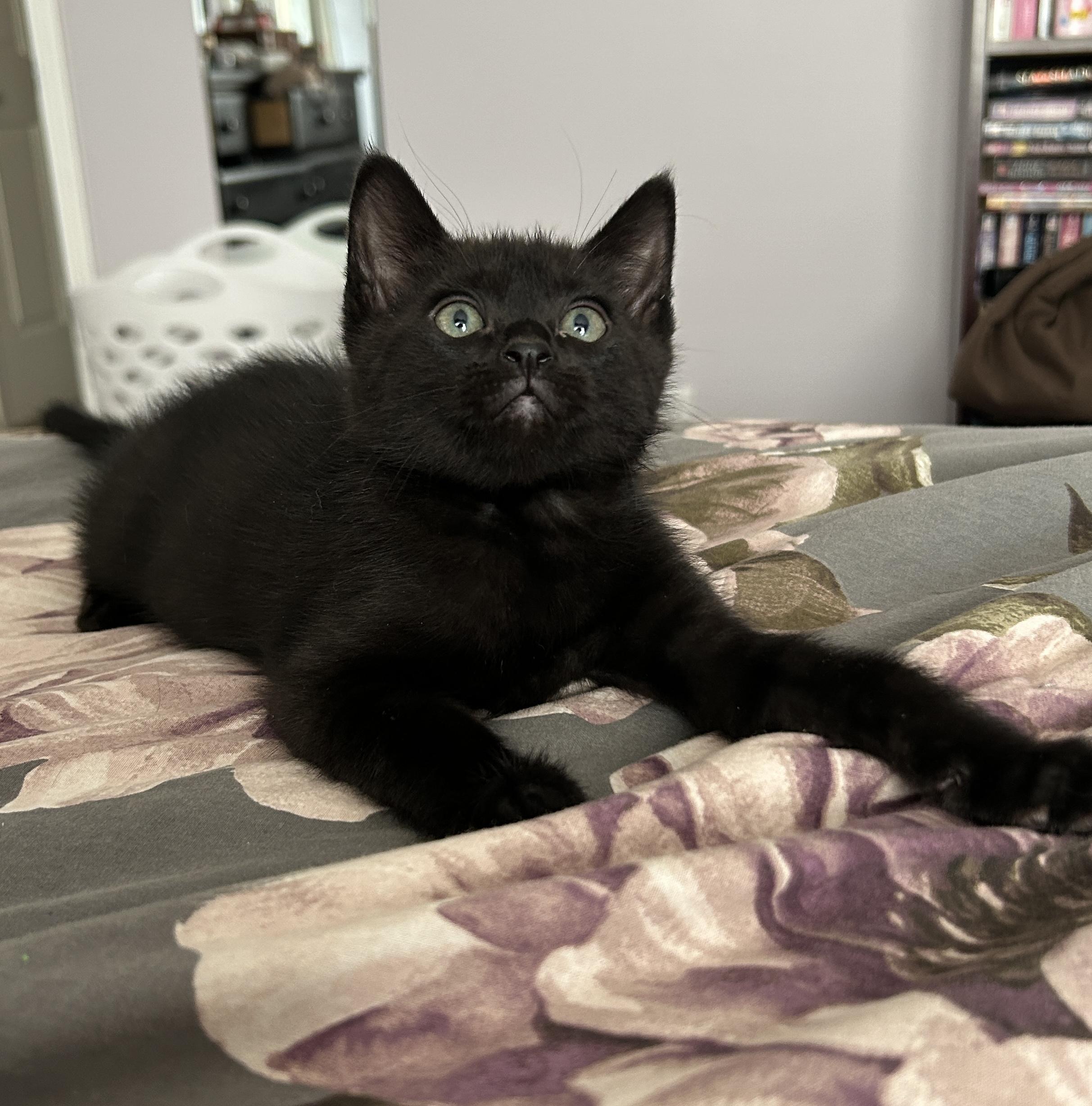 Eddy, a Adoptable Domestic Short Hair in Kamloops, BC image 3/6