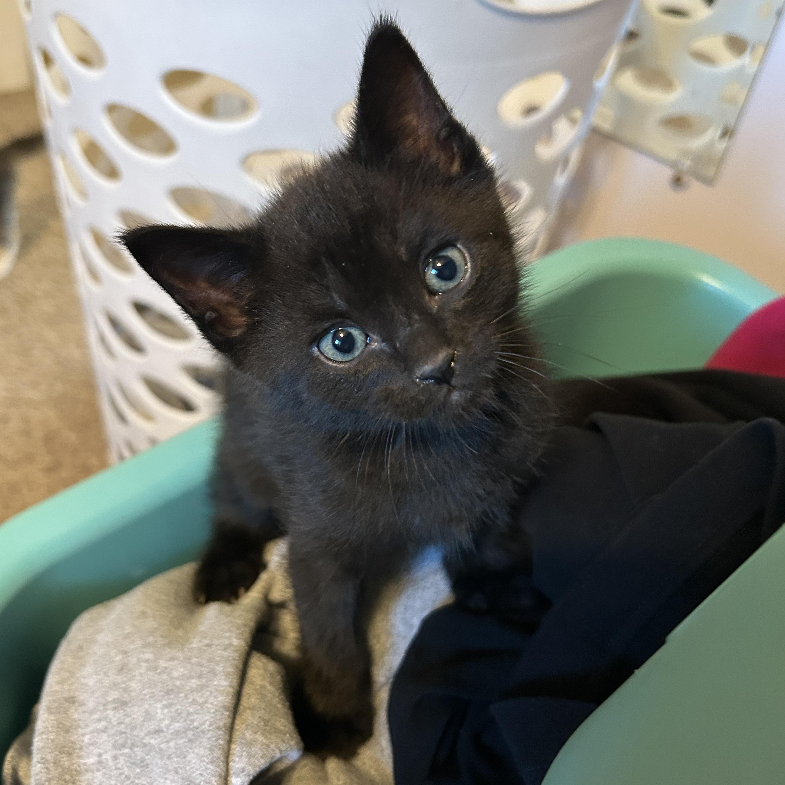 Eddy, a Adoptable Domestic Short Hair in Kamloops, BC image 4/6