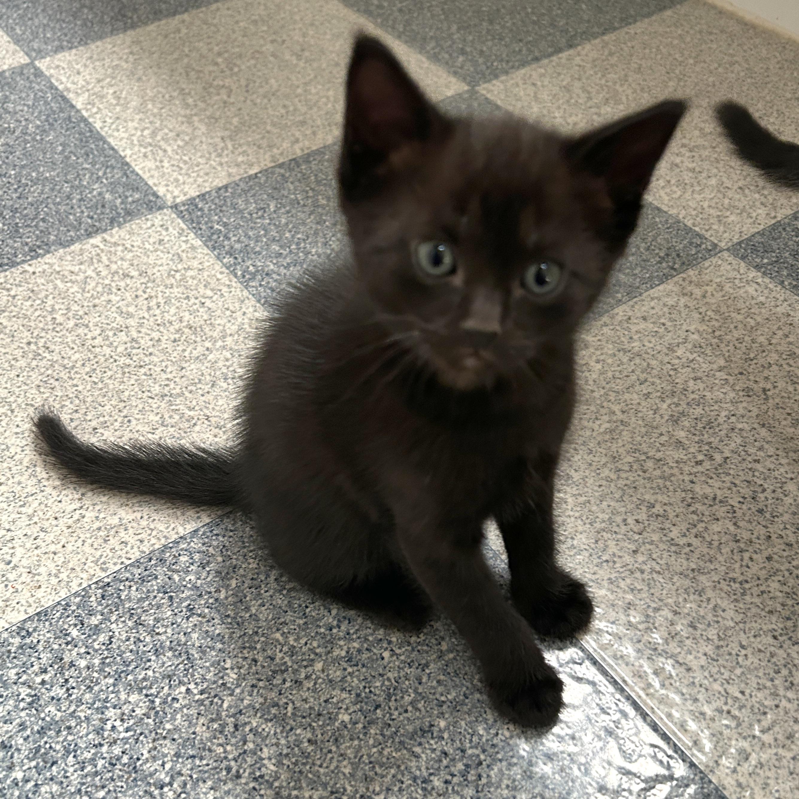 Eddy, a Adoptable Domestic Short Hair in Kamloops, BC image 5/6