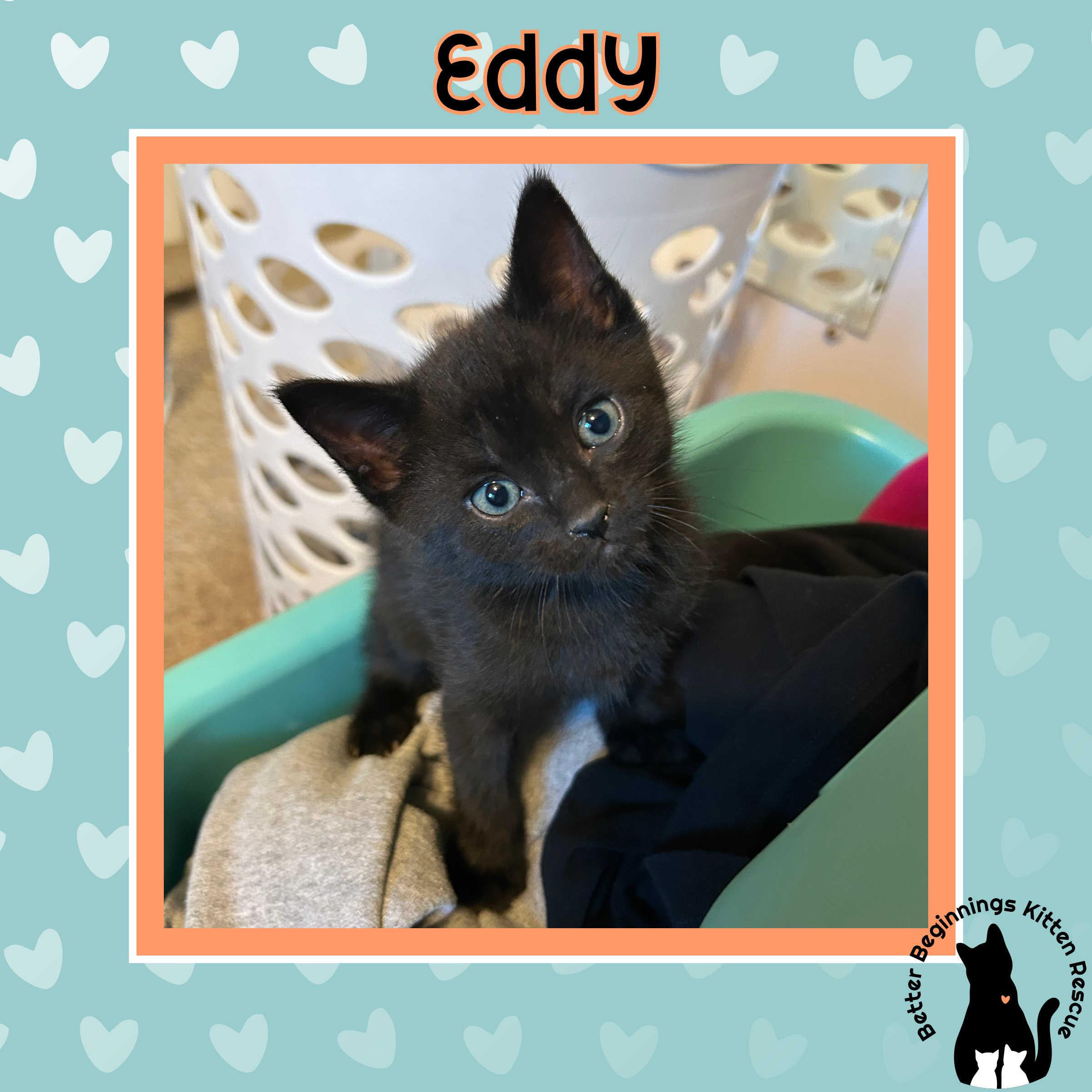 Eddy, a Adoptable Domestic Short Hair in Kamloops, BC image 6/6