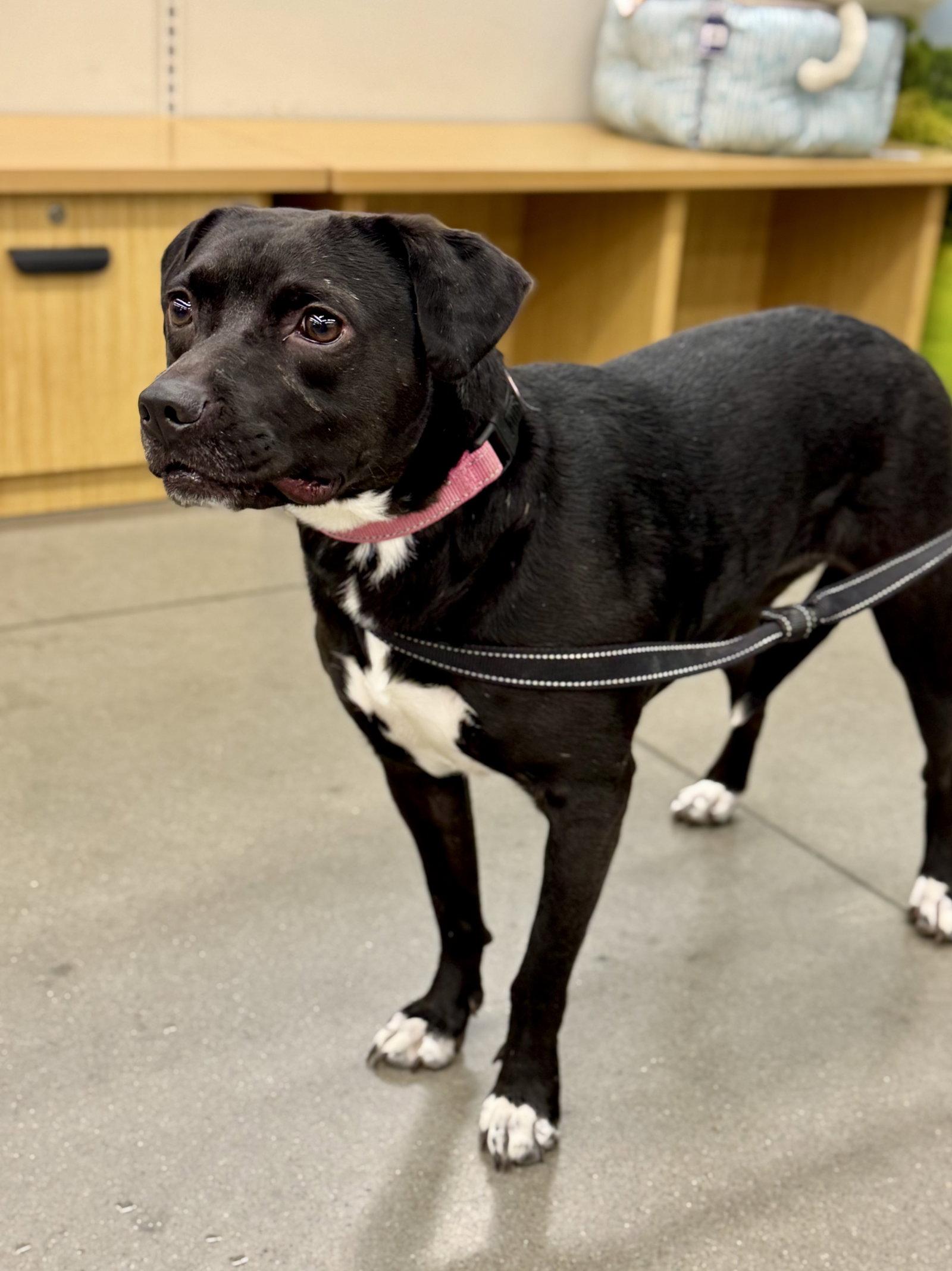 Rayla, Adoptable, Adult Female Border Collie & Beagle.