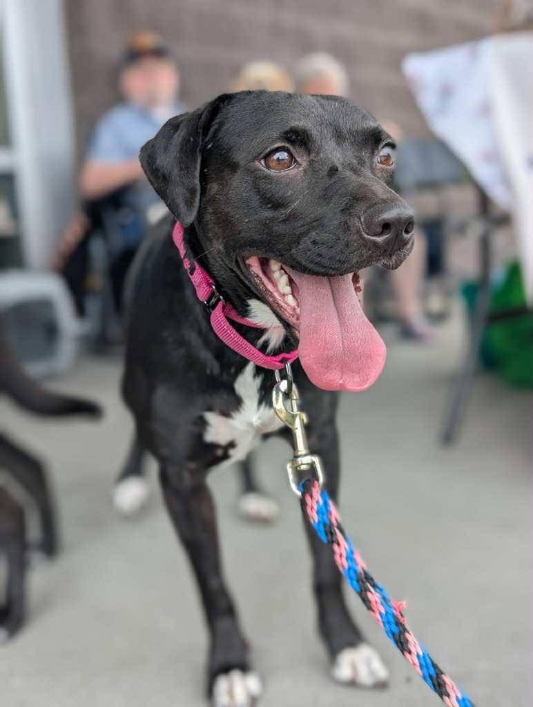 Rayla, a Adoptable mixed breed in White Bluff, TN image 1/3