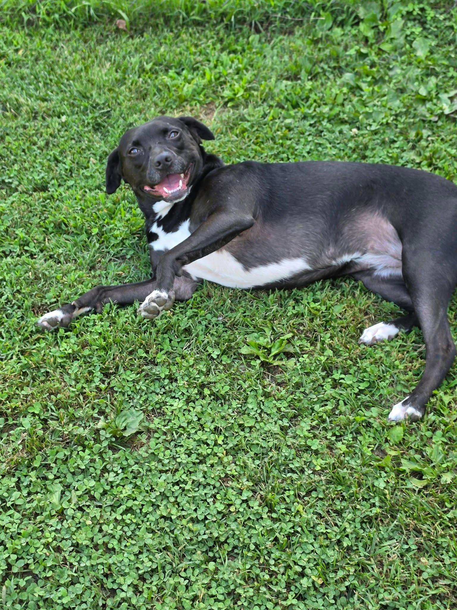 Rayla, Adoptable, Adult Female Border Collie & Beagle.