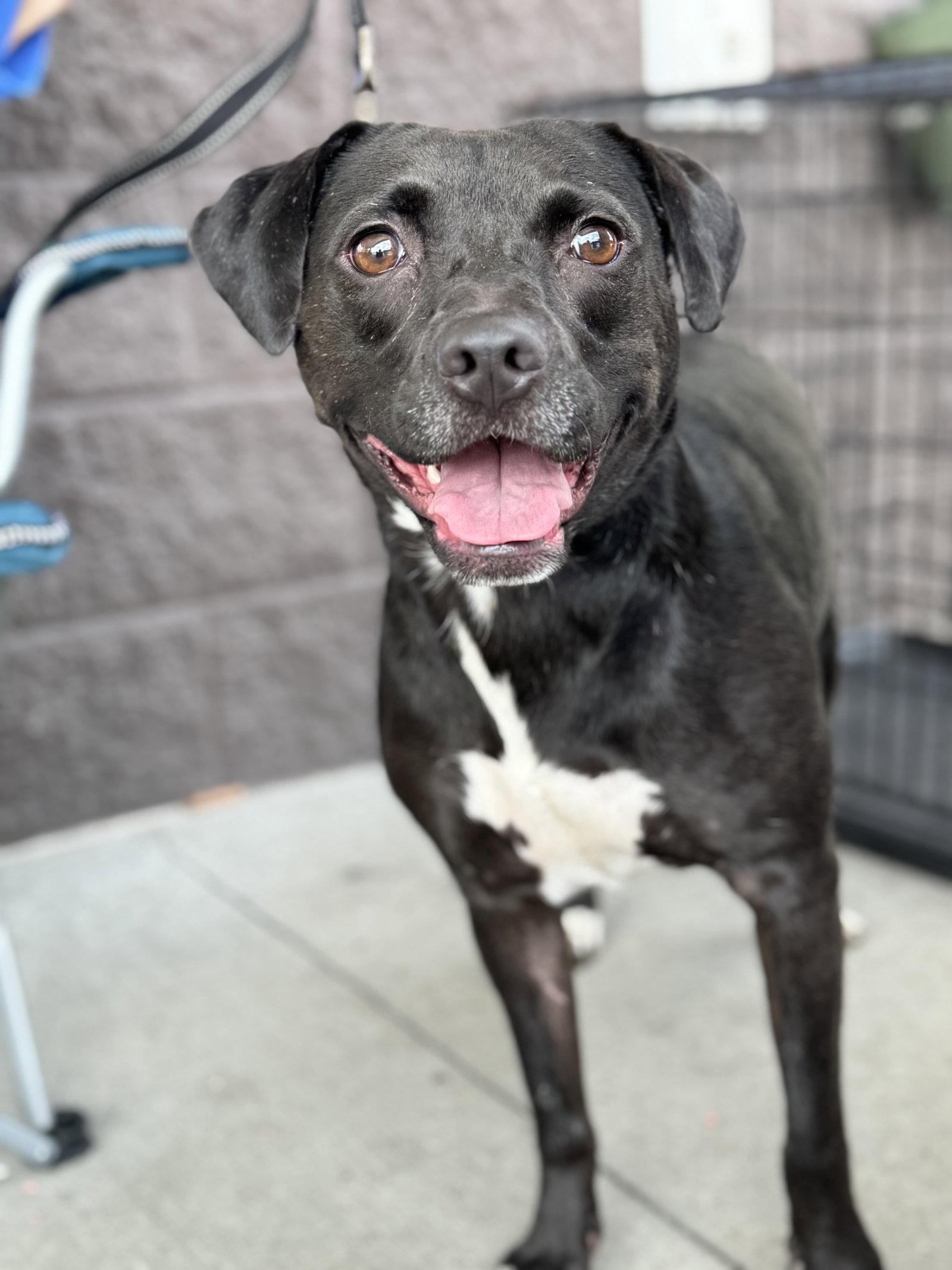 Rayla, Adoptable, Adult Female Border Collie & Beagle.