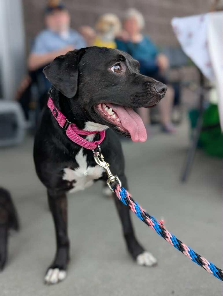 Rayla, a Adoptable mixed breed in White Bluff, TN image 2/3