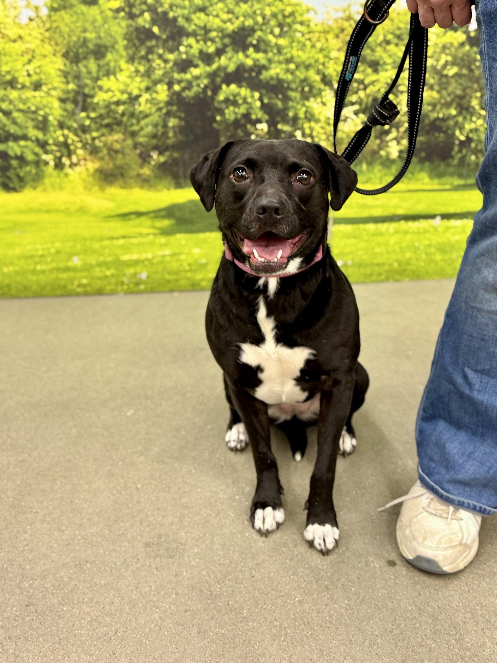 Enlarge Rayla, a Adoptable mixed breed in White Bluff, TN image 2/3
