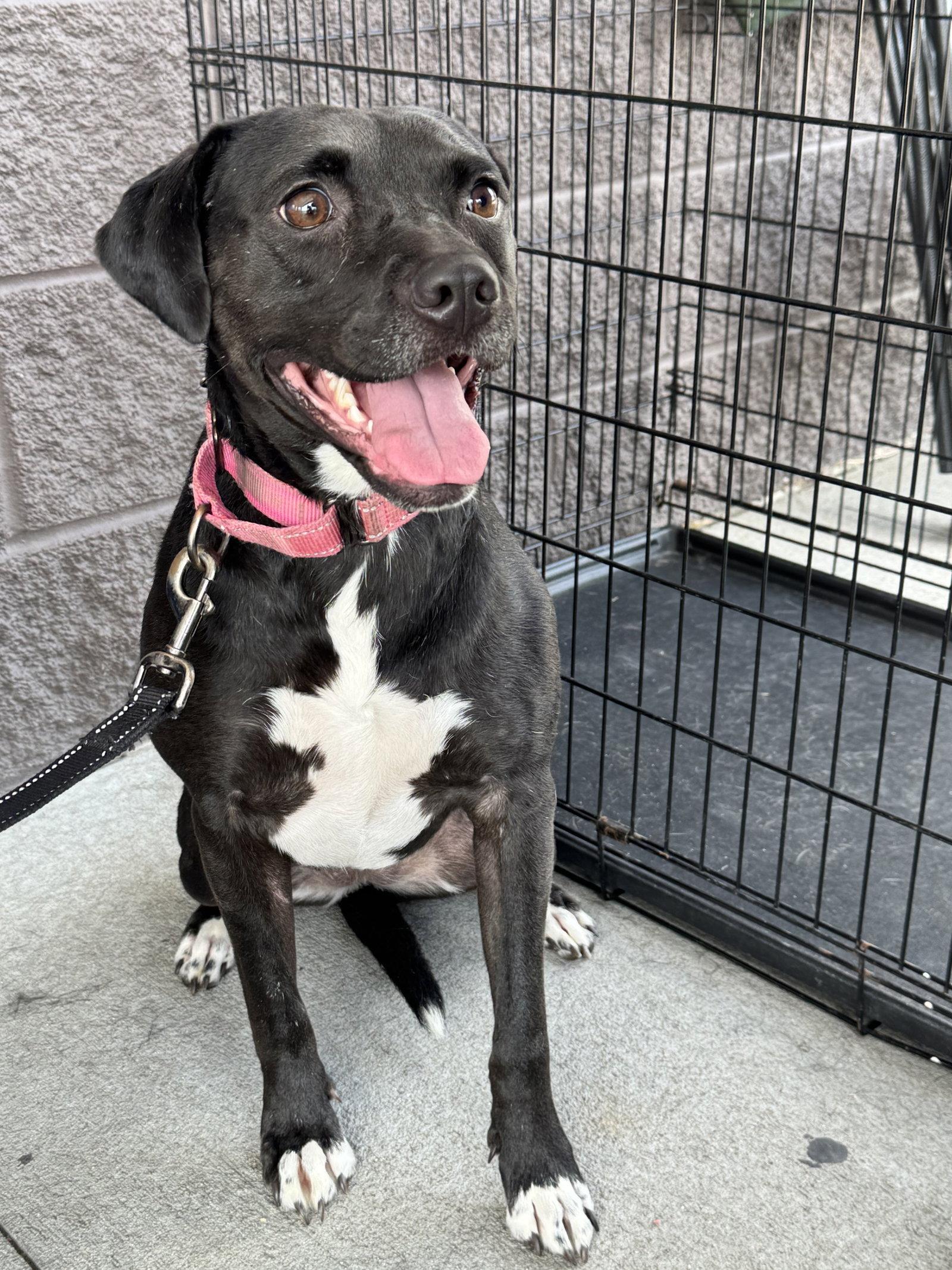 Enlarge Rayla, a Adoptable mixed breed in White Bluff, TN image 2/3