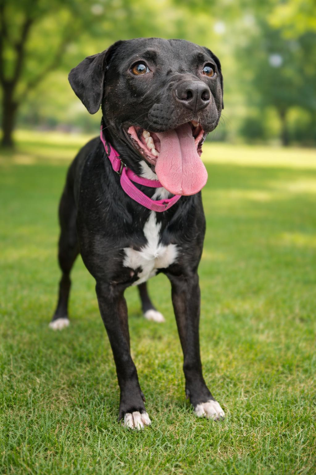 Enlarge Rayla, a Adoptable mixed breed in White Bluff, TN image 3/3