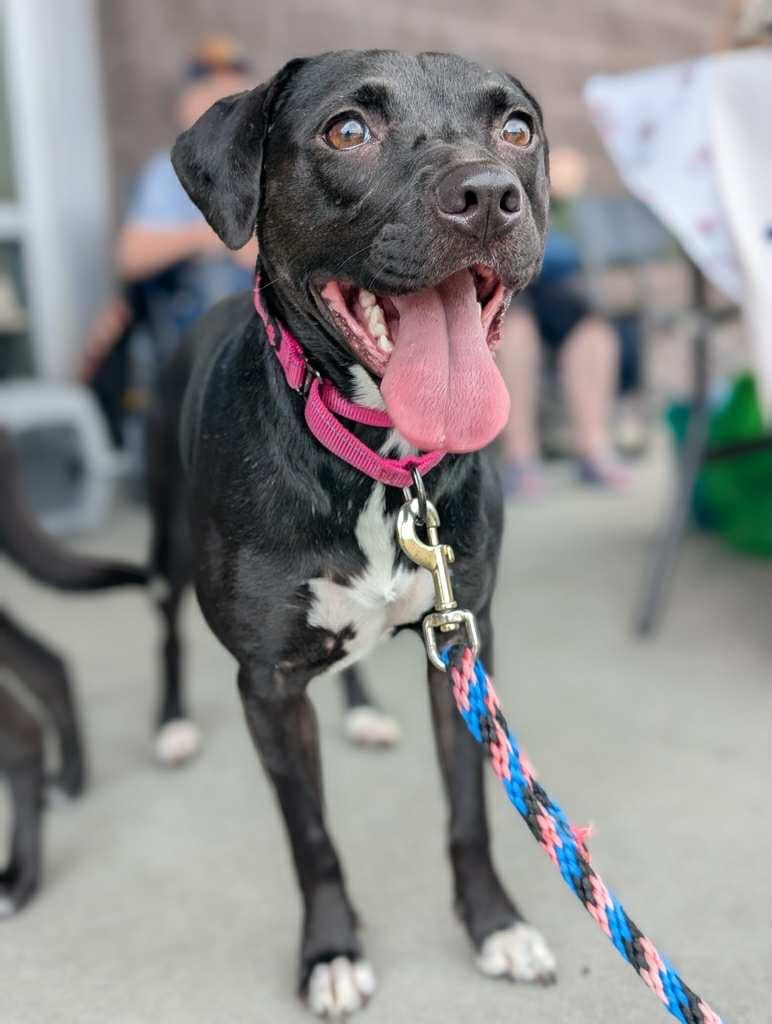 Rayla, a Adoptable mixed breed in White Bluff, TN image 3/3