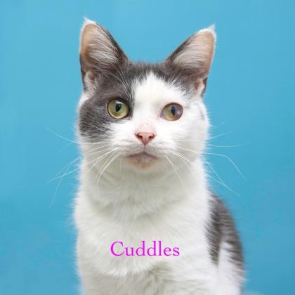 Cuddles, Adoptable, Adult Female Domestic Short Hair & Domestic Short Hair.