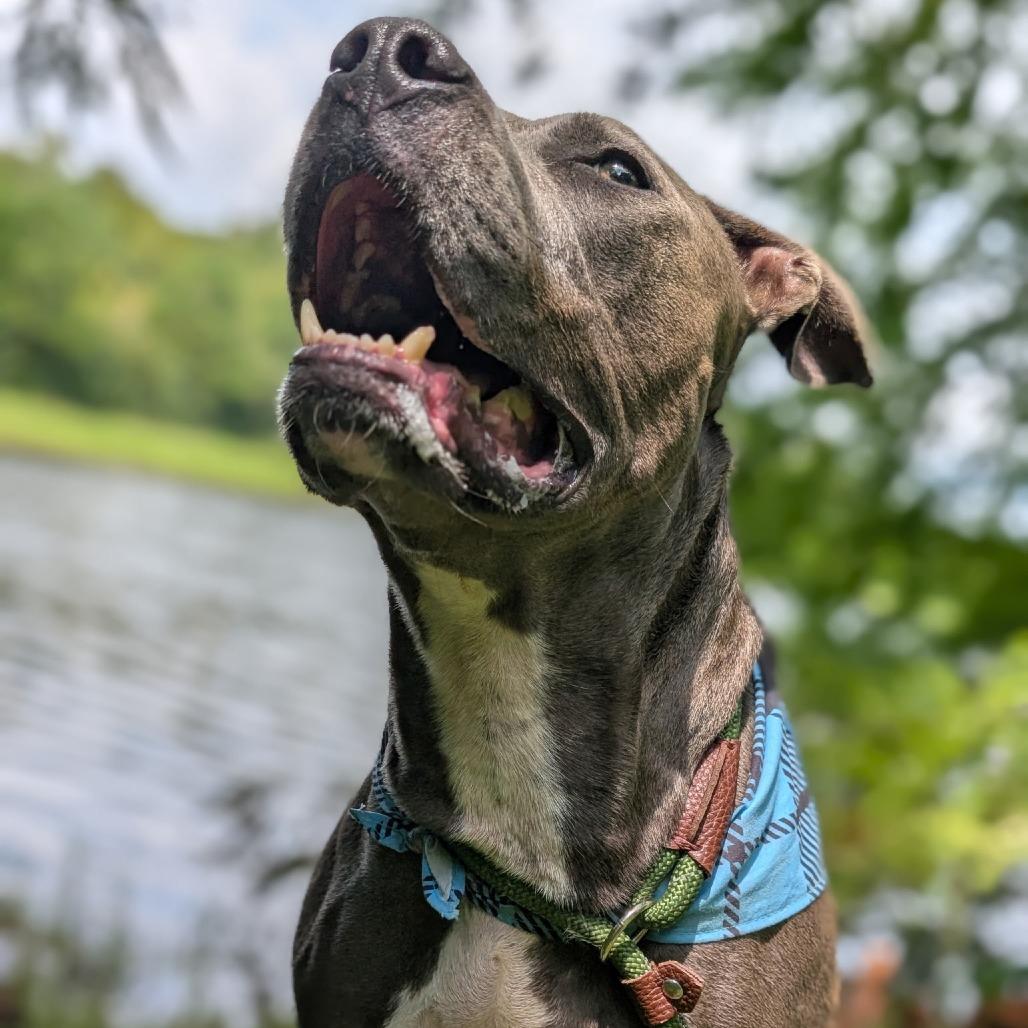 Joel 28083, Adoptable, Adult Male Mixed Breed.