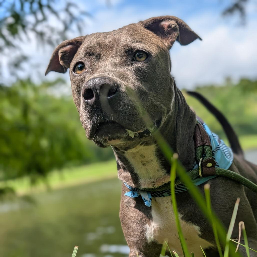 Enlarge Joel 28083, a Adoptable Mixed Breed in Middleburg, FL image 2/5