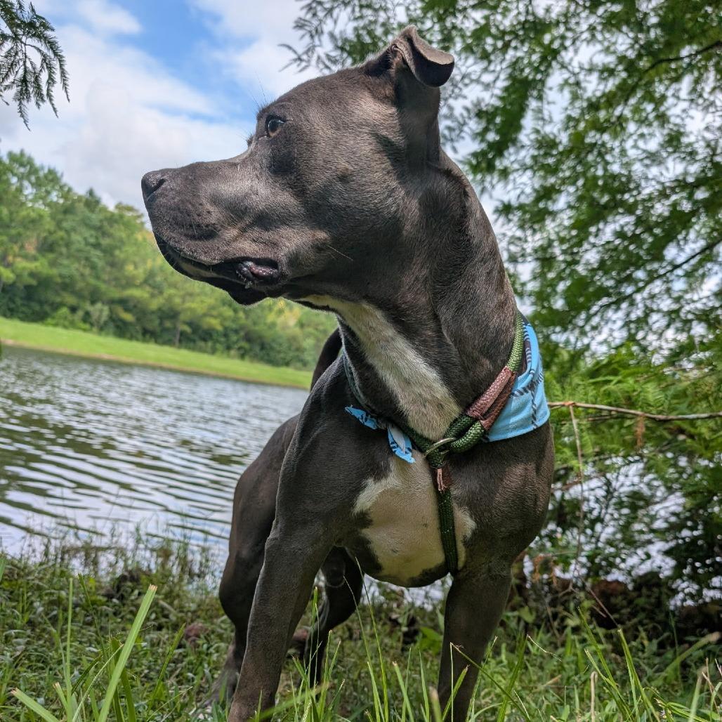 Enlarge Joel 28083, a Adoptable Mixed Breed in Middleburg, FL image 3/5