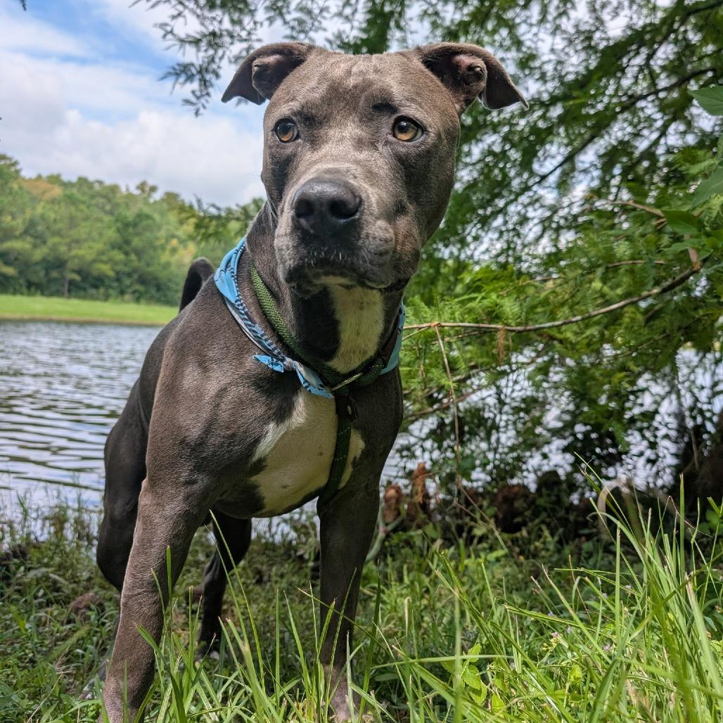 Enlarge Joel 28083, a Adoptable Mixed Breed in Middleburg, FL image 4/5