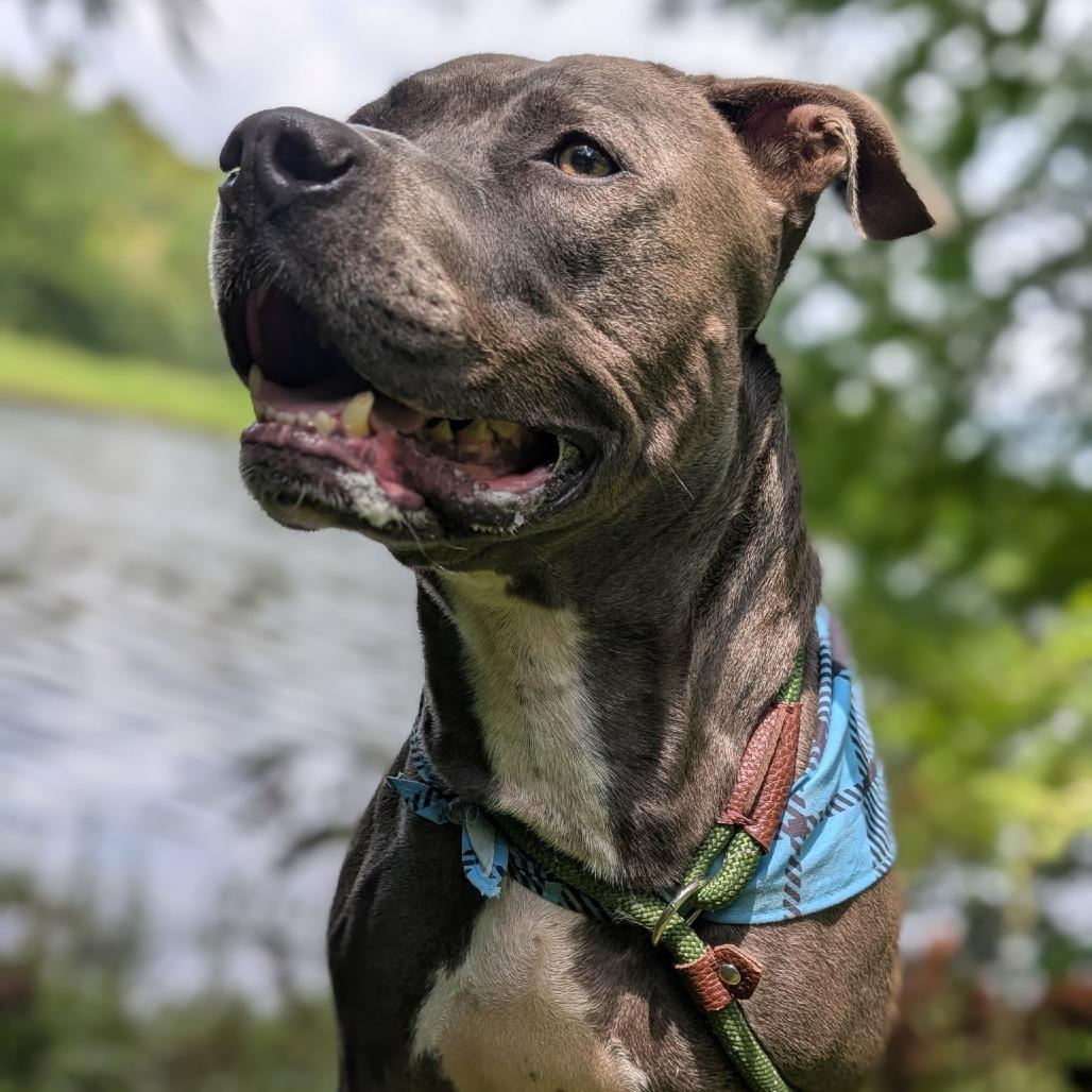 Enlarge Joel 28083, a Adoptable Mixed Breed in Middleburg, FL image 5/5