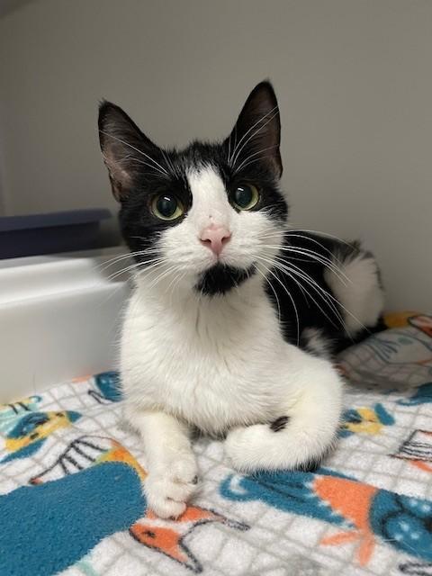 Darling, Adoptable, Adult Female Domestic Short Hair.