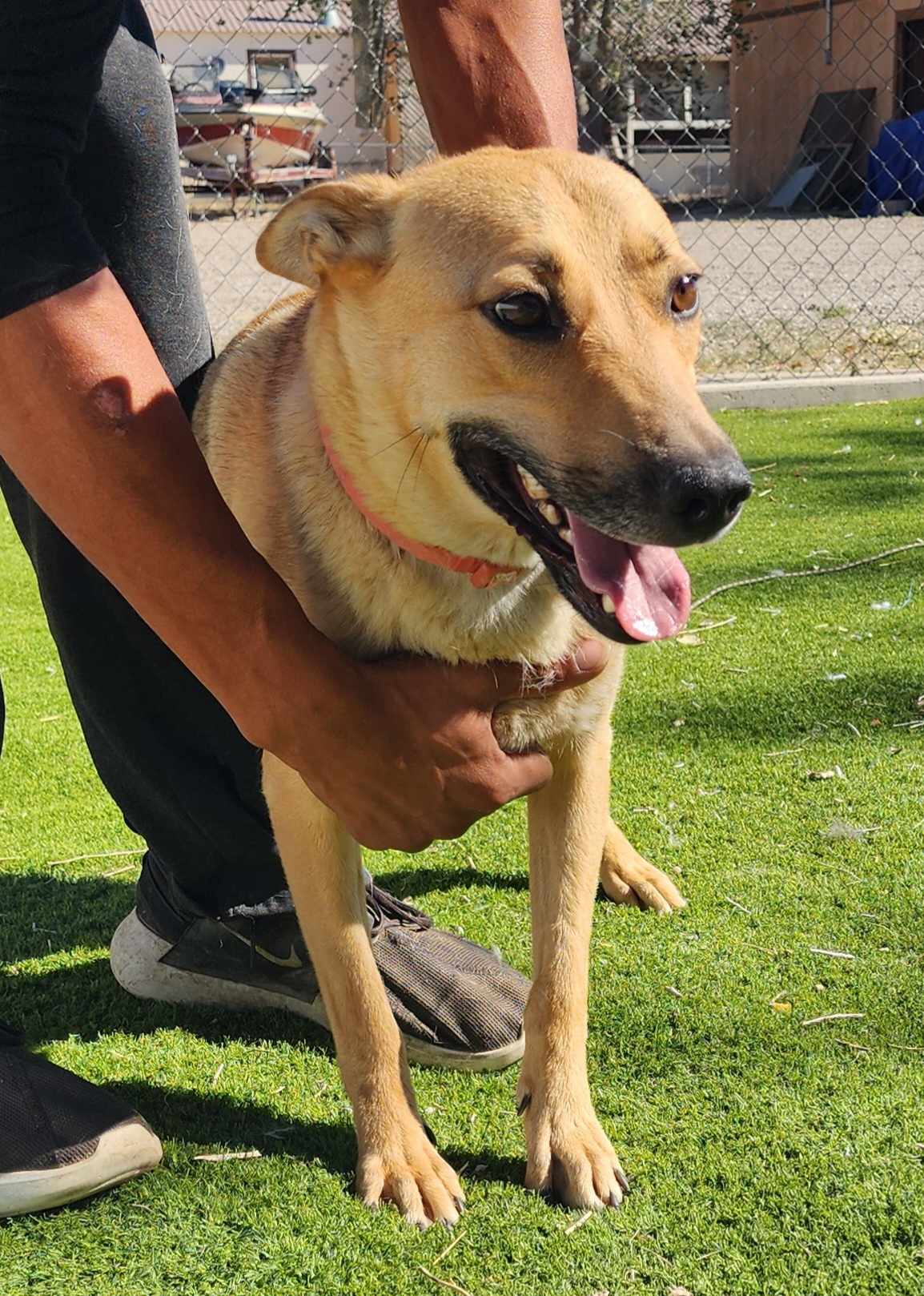 Marsha, a Adopted mixed breed in Roswell, NM image 4/5