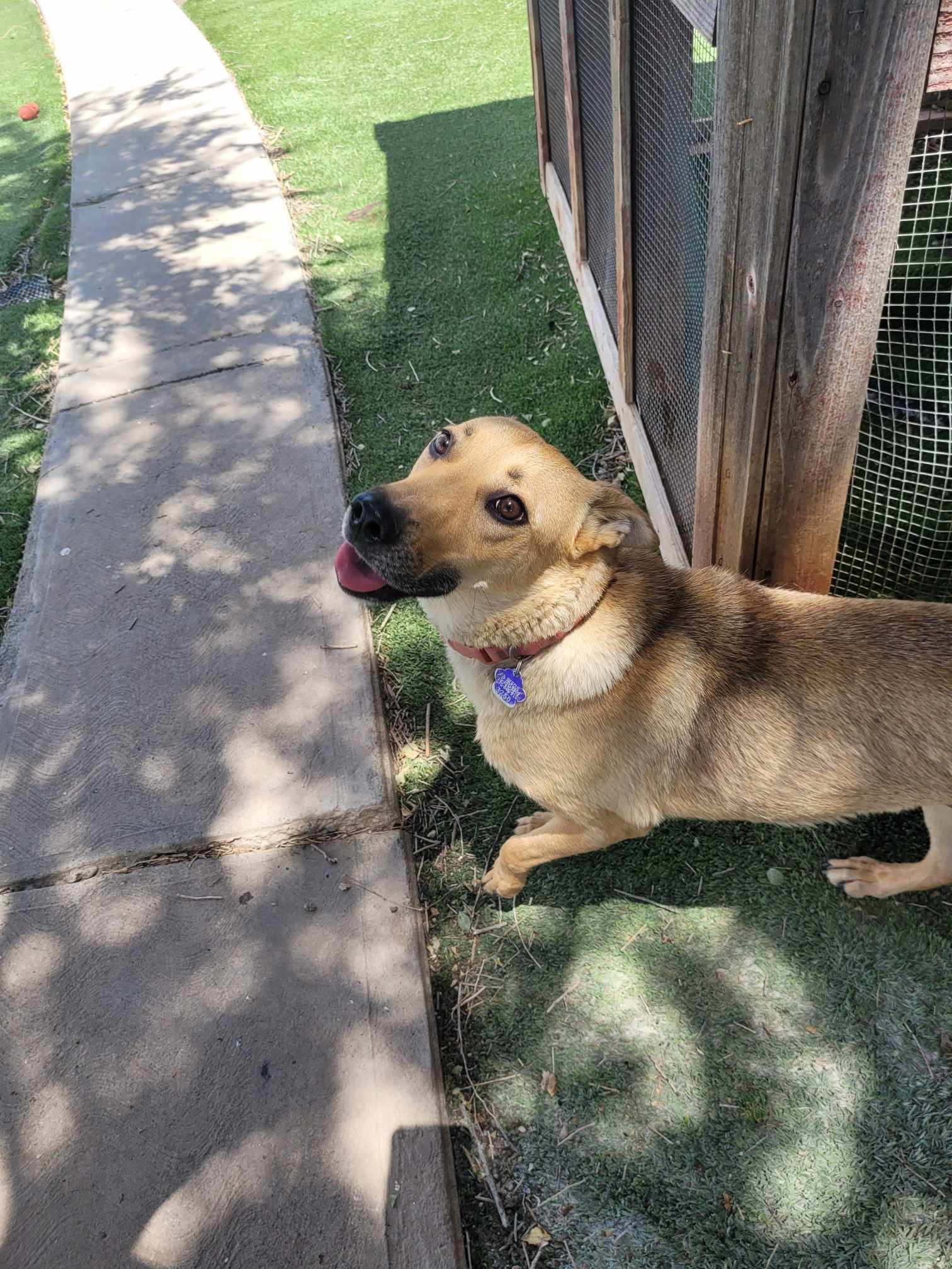 Marsha, Adopted, Adult Female German Shepherd Dog & Shiba Inu.