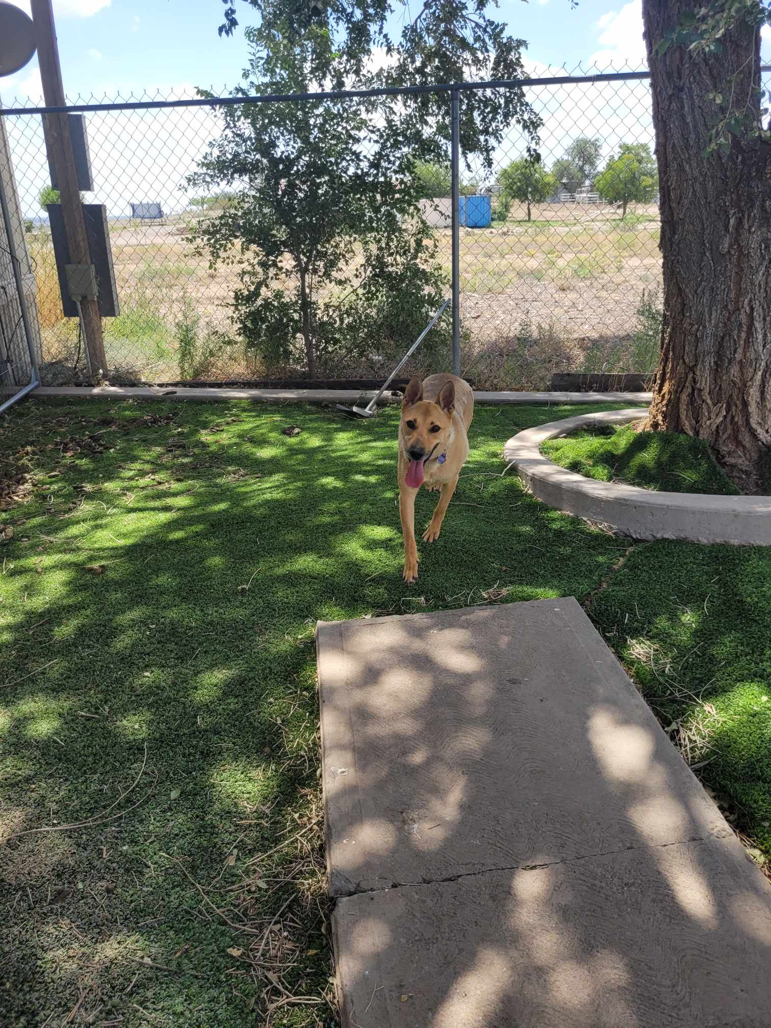 Marsha, a Adopted mixed breed in Roswell, NM image 2/5
