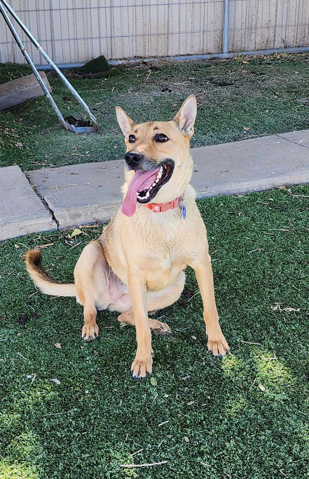 Marsha, a Adopted mixed breed in Roswell, NM image 3/5