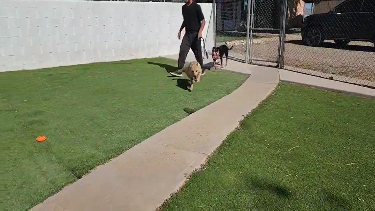 Enlarge Marsha, a Adopted mixed breed in Roswell, NM video 5/5