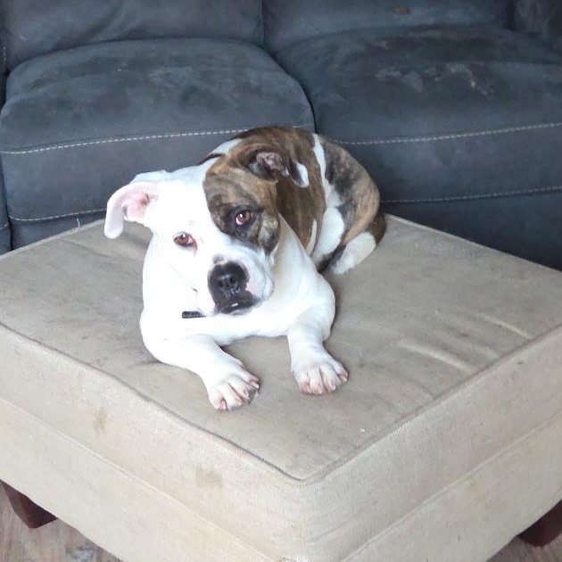 Miss Piggy, Adoptable, Young Female Dachshund & Chihuahua.