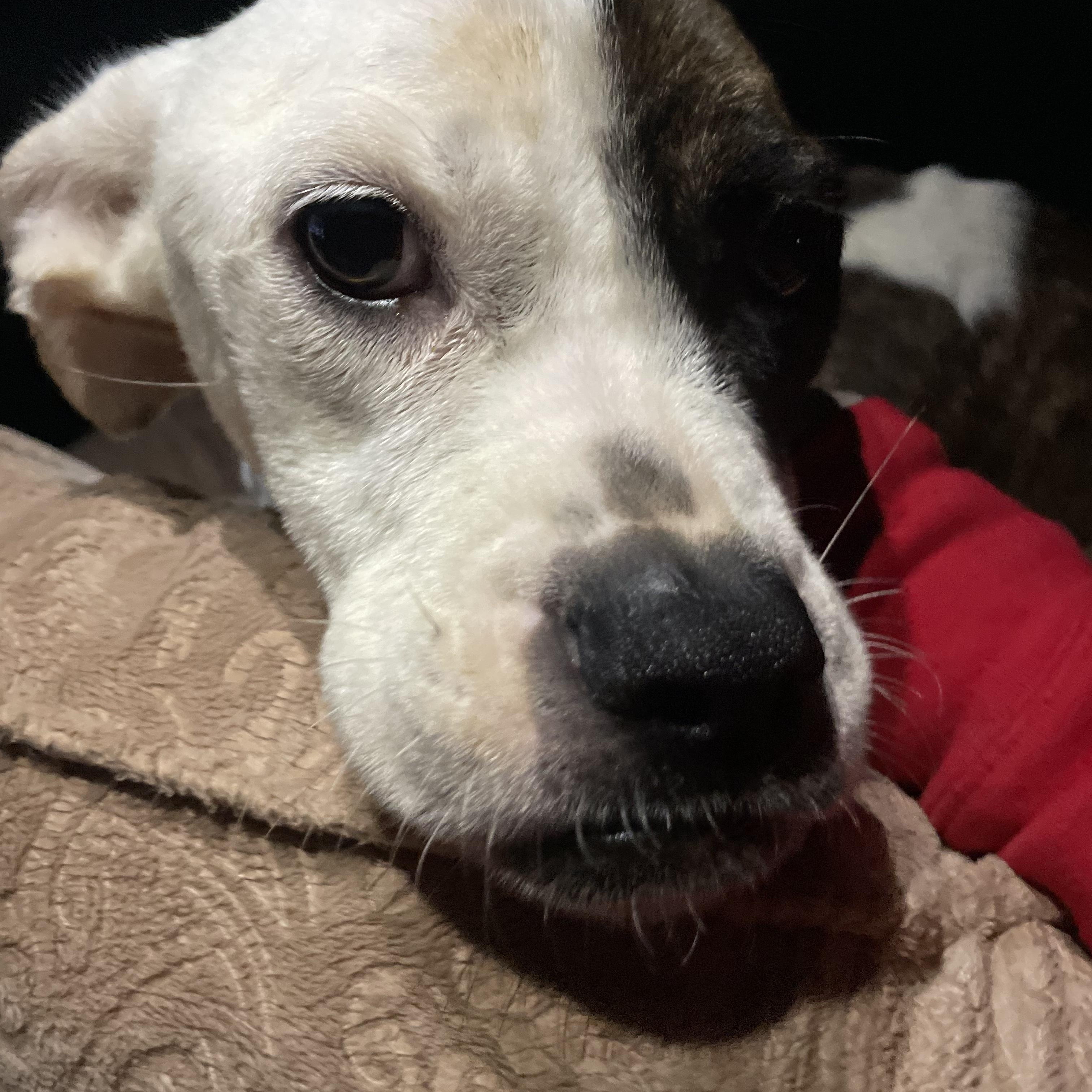 Enlarge Miss Piggy, a Adoptable mixed breed in Oak Bluffs, MA image 1/1