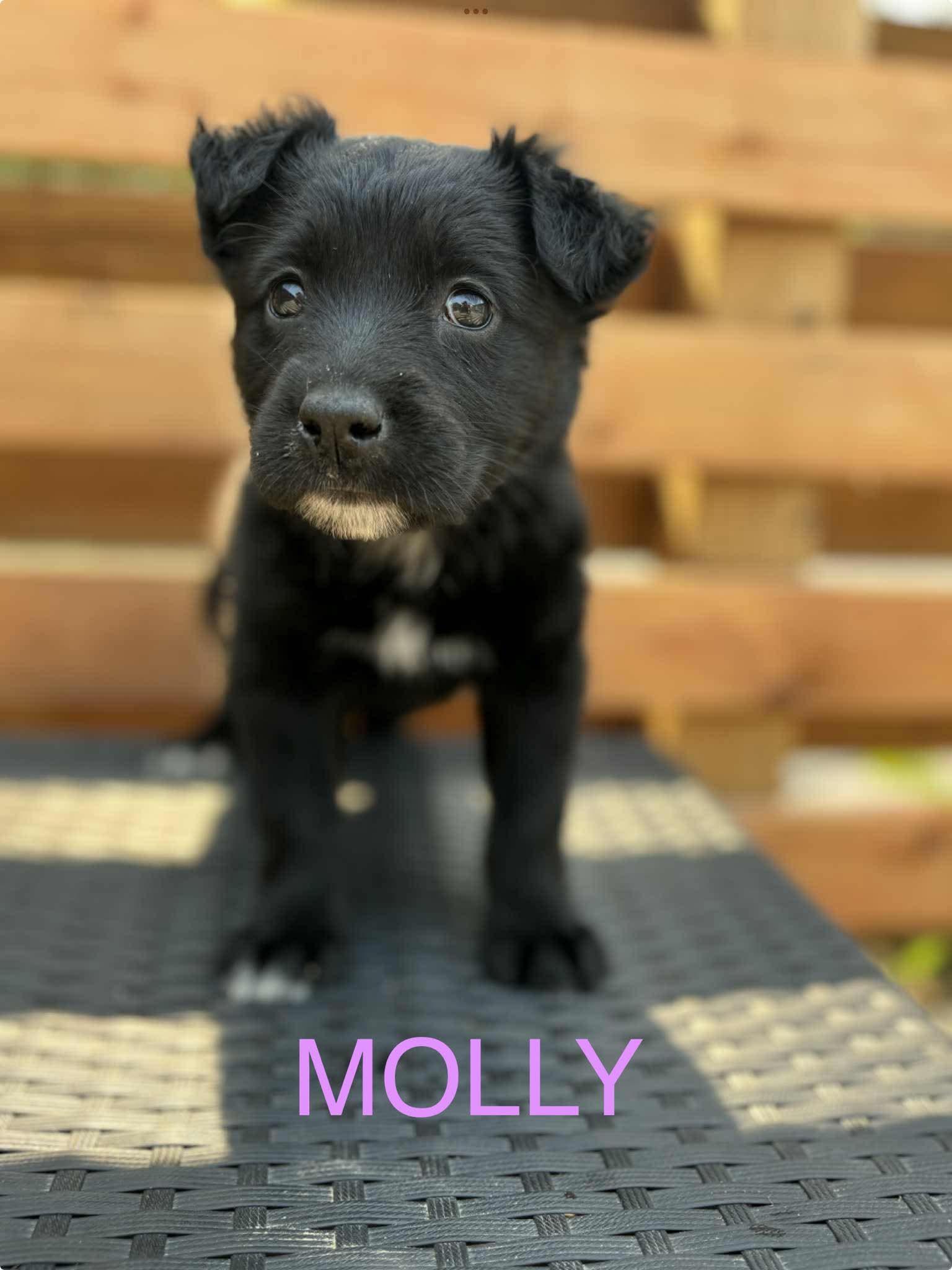 Molly, an adoptable Collie in Winnipeg, MB, R2R 1s1 | Photo Image 1