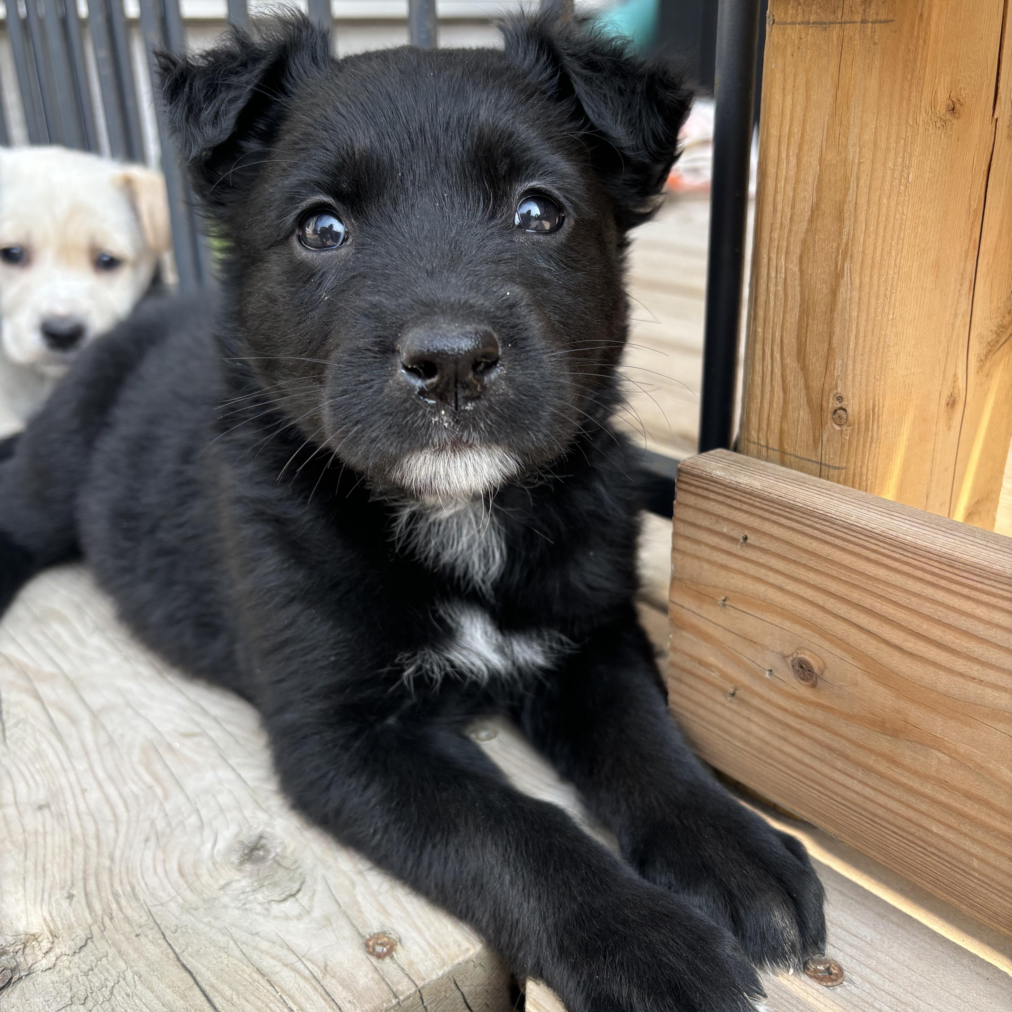 Molly, an adoptable Collie in Winnipeg, MB, R2R 1s1 | Photo Image 2