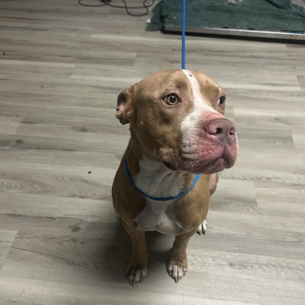 Kapri Sun, Adoptable, Adult Male Pit Bull Terrier & Mixed Breed.