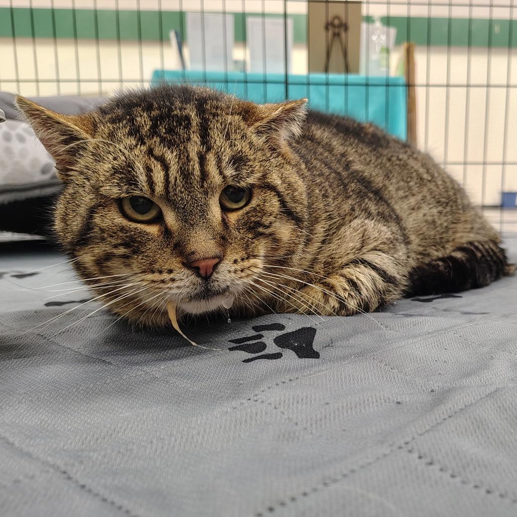 Winchester, Adoptable, Adult Male Domestic Short Hair.