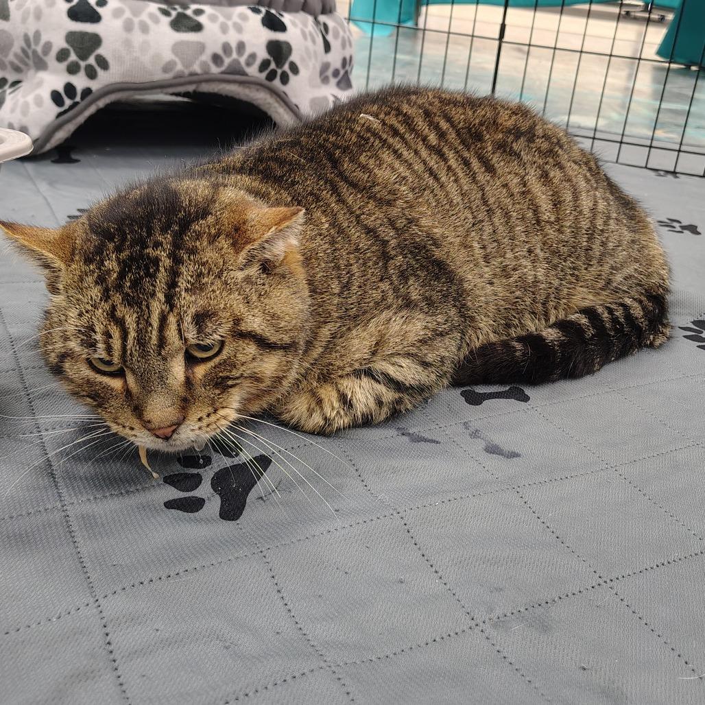 Enlarge Winchester, a Adoptable Domestic Short Hair in Coos Bay, OR image 2/3