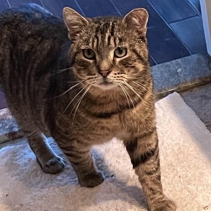 Enlarge Winchester, a Adoptable Domestic Short Hair in Coos Bay, OR image 3/3