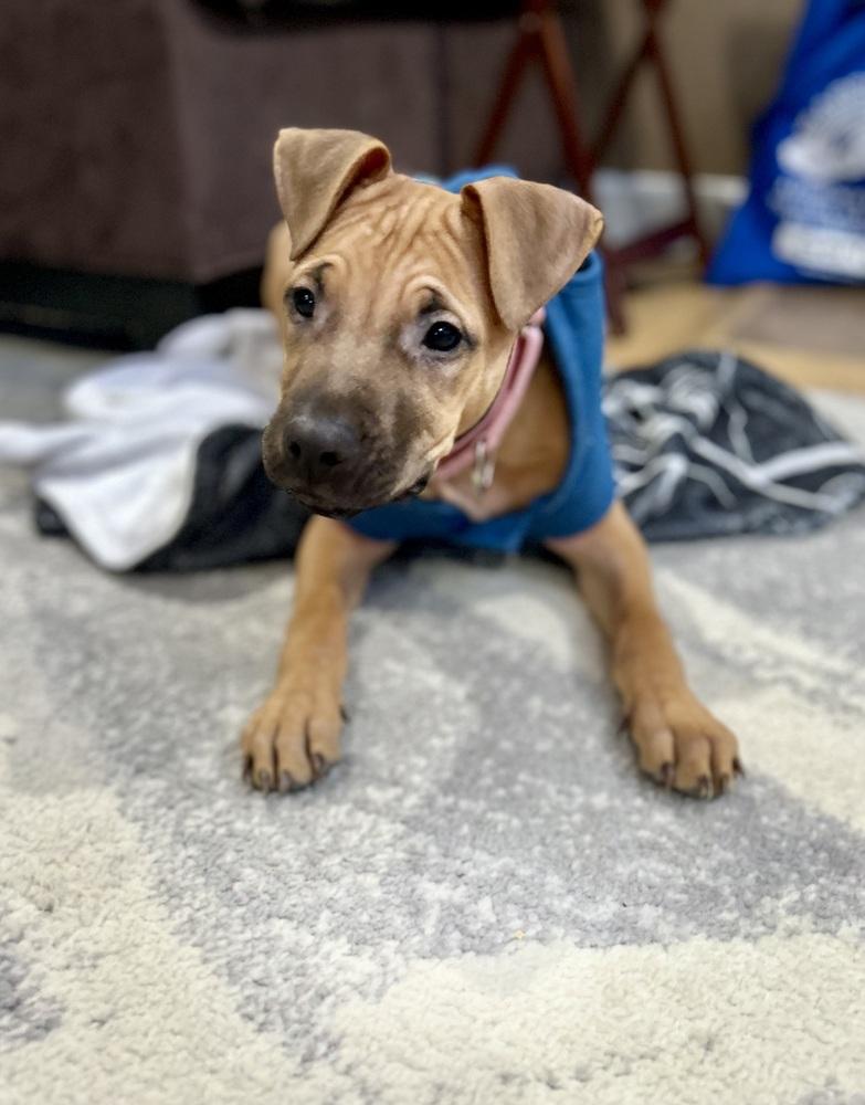 Enlarge Cape Air, a Adoptable mixed breed in Valley Stream, NY image 1/6