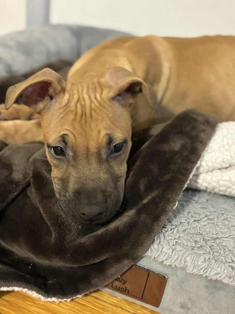 Cape Air thumbnail 3