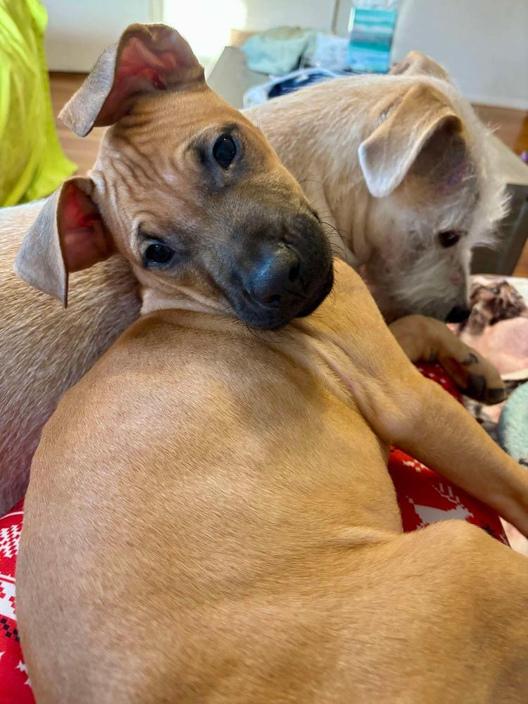 Cape Air, Adoptable, Puppy Male Retriever.