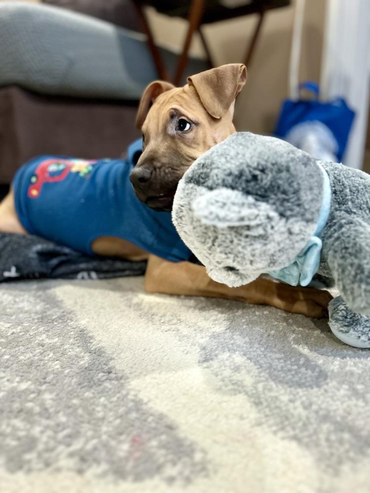 Cape Air, Adoptable, Puppy Male Mixed Breed & Retriever.