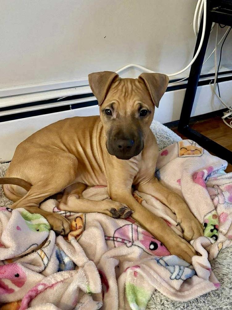 Enlarge Cape Air, a Adoptable mixed breed in Valley Stream, NY image 2/6