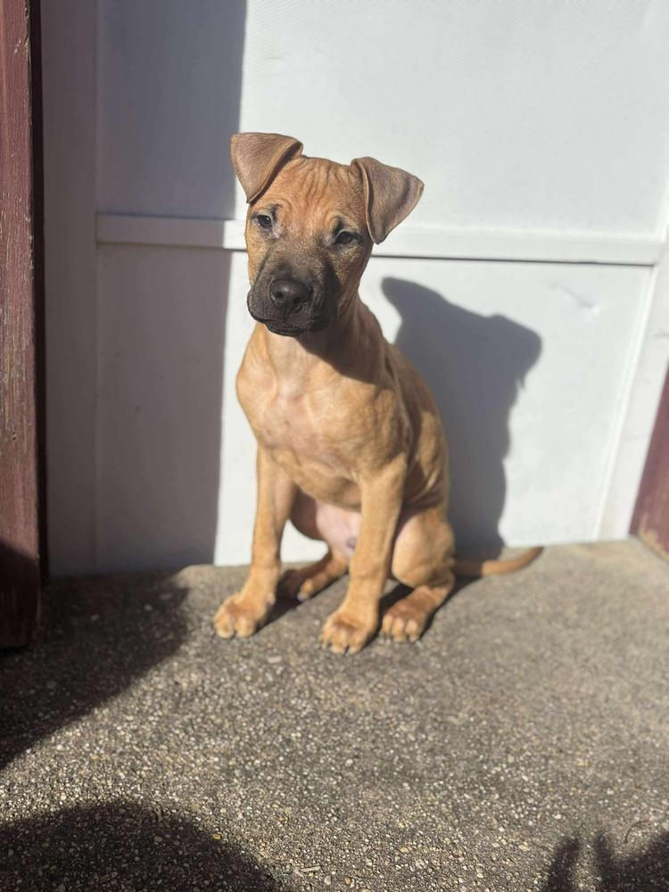 Enlarge Cape Air, a Adoptable mixed breed in Valley Stream, NY image 4/6