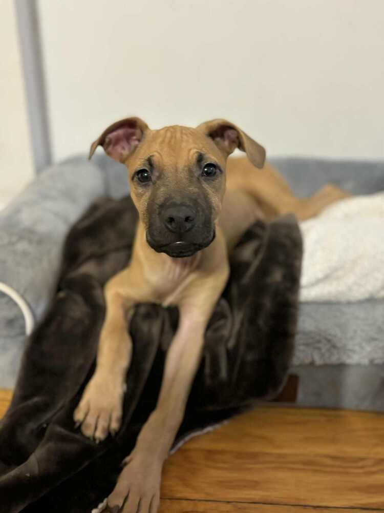 Cape Air thumbnail 4