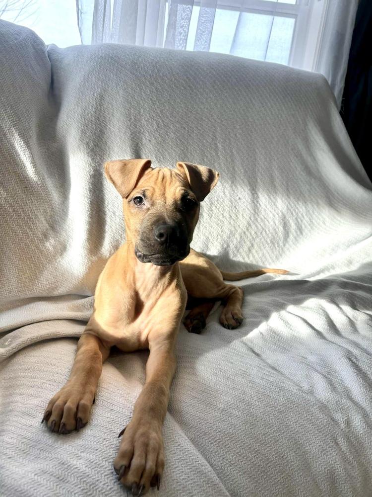 Enlarge Cape Air, a Adoptable mixed breed in Valley Stream, NY image 5/6