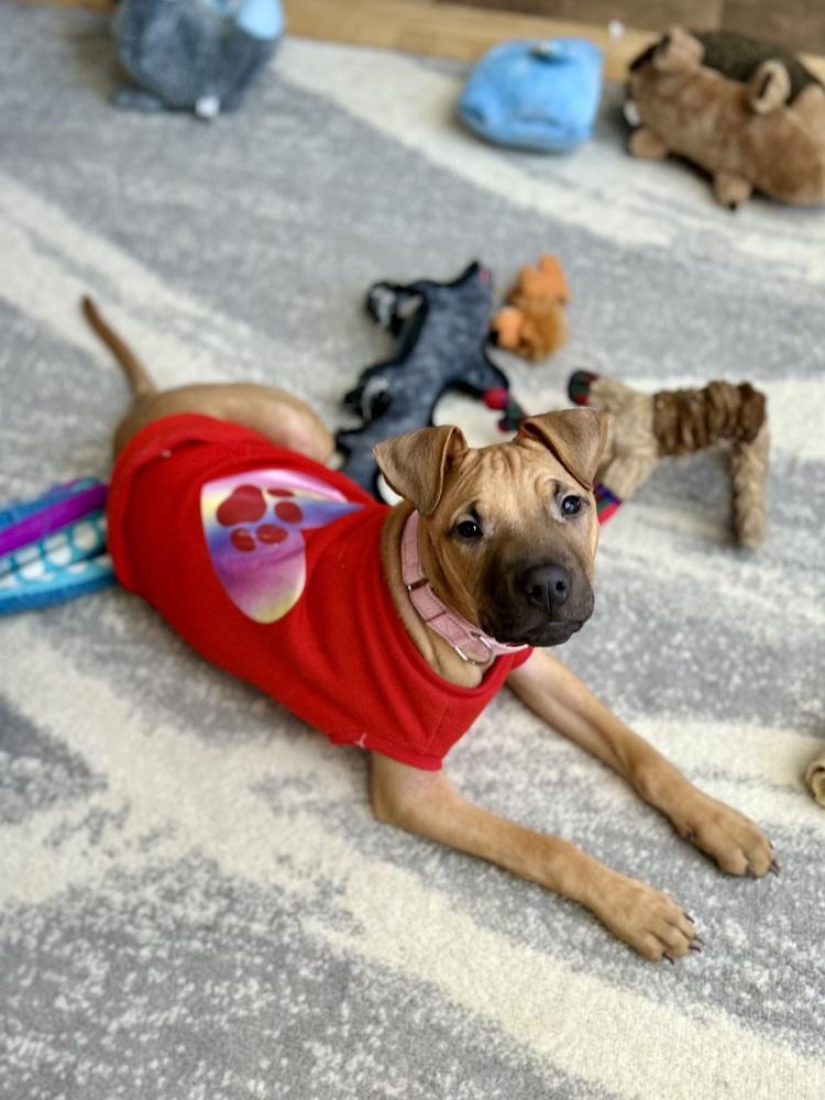 Enlarge Cape Air, a Adoptable mixed breed in Valley Stream, NY image 3/6