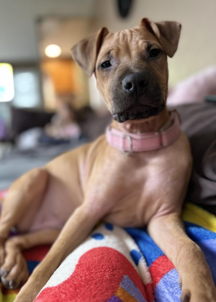 Enlarge Cape Air, a Adoptable mixed breed in Valley Stream, NY image 4/6