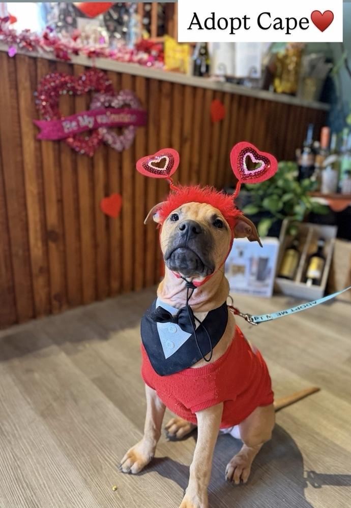 Enlarge Cape Air, a Adoptable mixed breed in Valley Stream, NY image 5/6