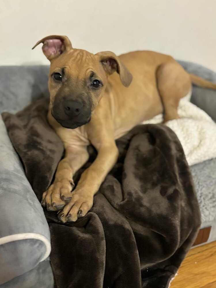 Cape Air thumbnail 5