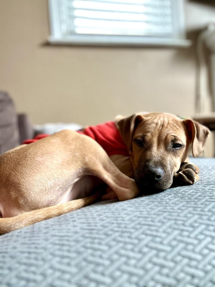 Enlarge Cape Air, a Adoptable mixed breed in Valley Stream, NY image 6/6