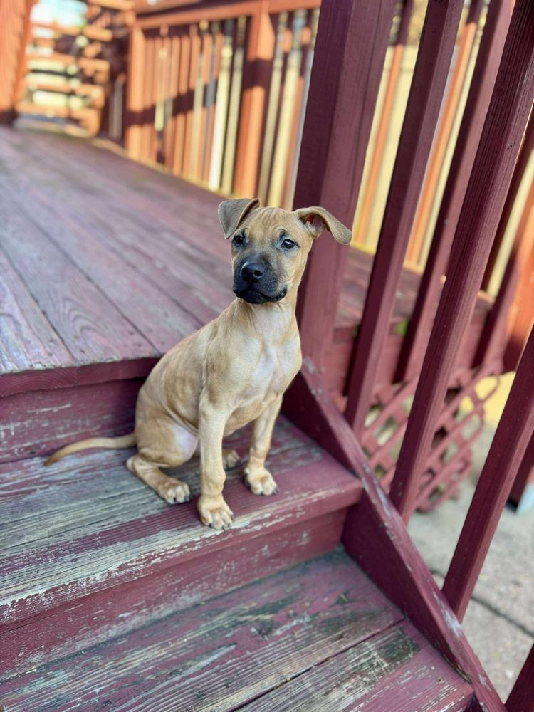 Enlarge Cape Air, a Adoptable mixed breed in Valley Stream, NY image 6/6